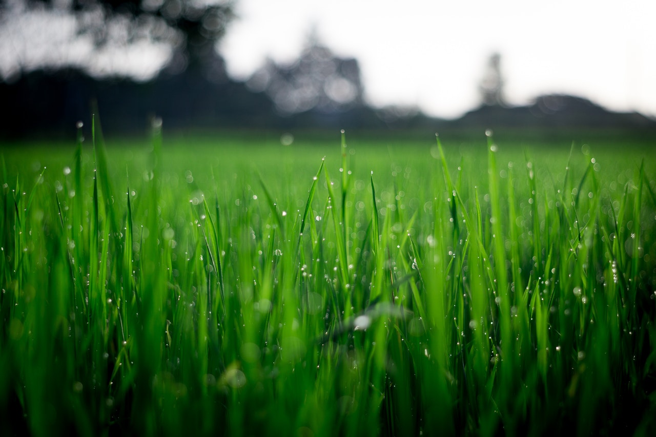 How You Can Turn Your Lawn Into Food